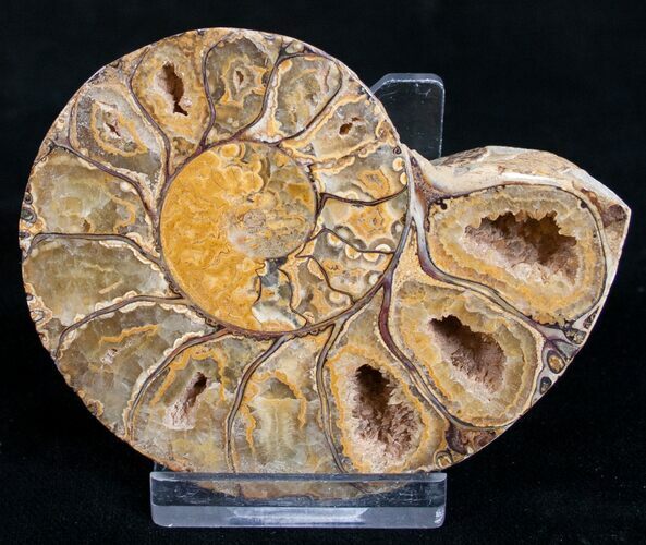 Sliced Phylloceras Ammonite (Half) - #10013